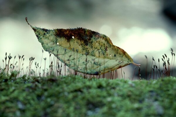 Belle foglie secche in natura