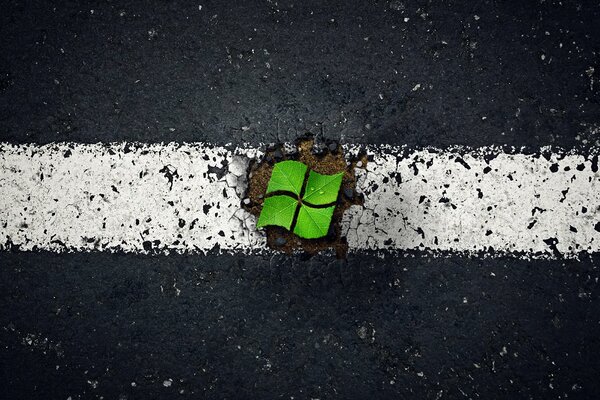 Microsoft-Fenster aus Blättern auf Asphalt