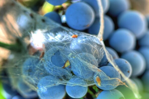 Grappoli di uva scura in una ragnatela