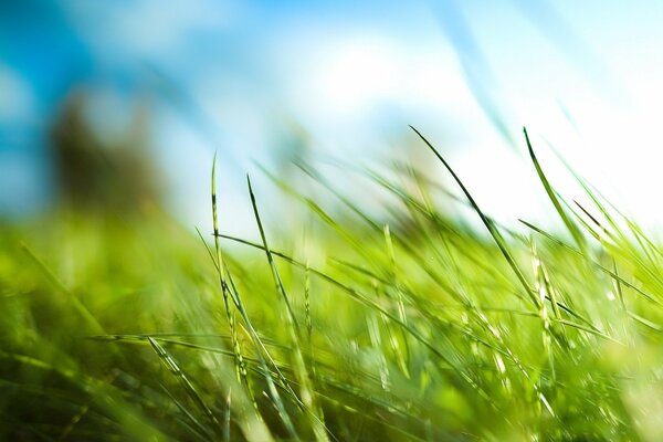 Sunlight in the greenery of nature