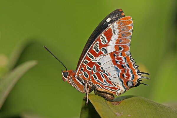 Antenas largas de mariposa en una hoja verde