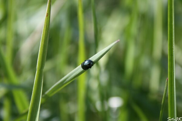 Pearl beetle running through the reeds