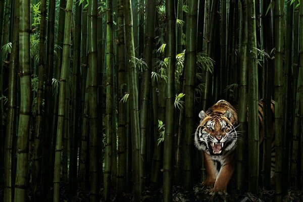 Tigre gruñendo en bambú verde