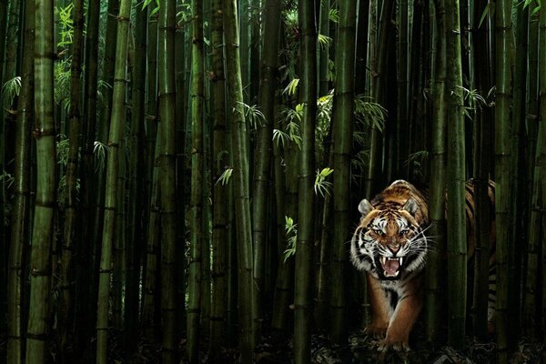 Warczący Tygrys w zielonym bambusie