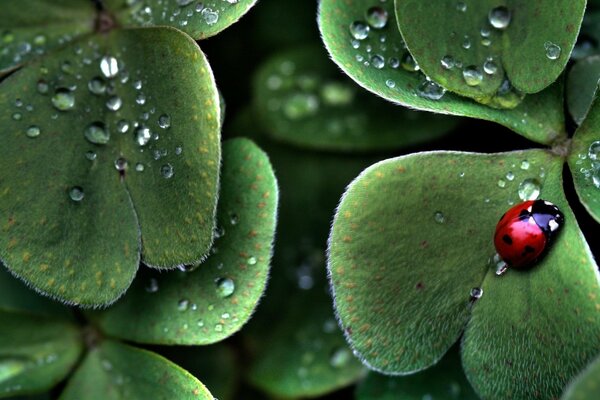 Marienkäfer sitzt nach dem Regen auf einem Blatt