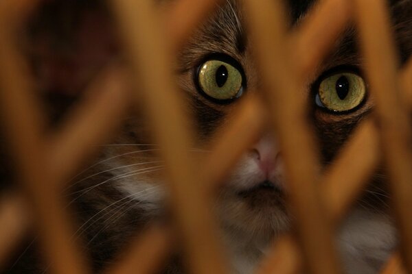 Ojos de gato a través de una cerca de madera