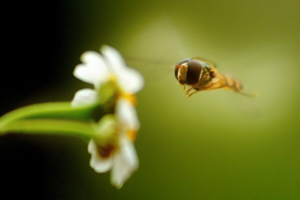 La abeja como parte de la naturaleza verde