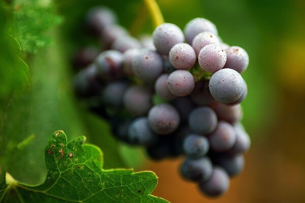 Grappe de raisins noirs sur le fond de ses propres feuilles