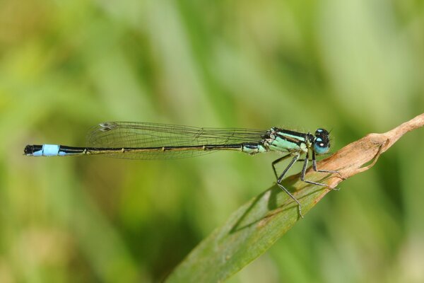 Insect dragonfly on a green leaf