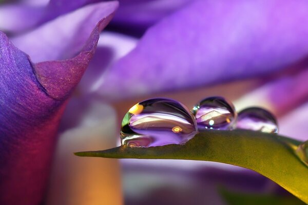 Purple leaf , dew droplets on a blade of grass and petals