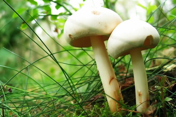 Two porcini mushrooms in the forest