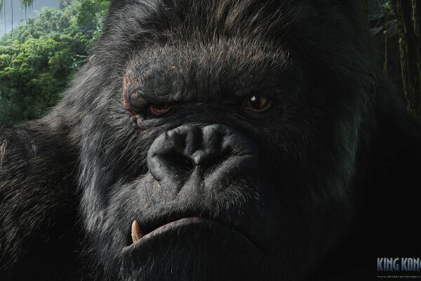 Der durchdringende Blick des fantastischen King Kong