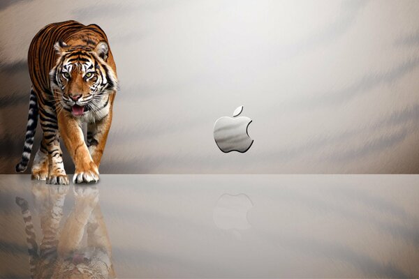 Reflejo de un tigre sobre un fondo gris con una manzana