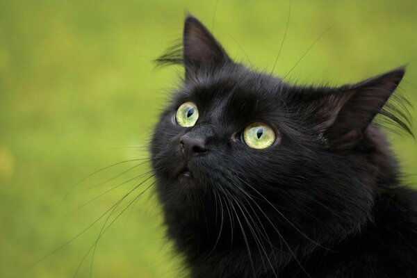 Schwarze Katze mit grünen Augen