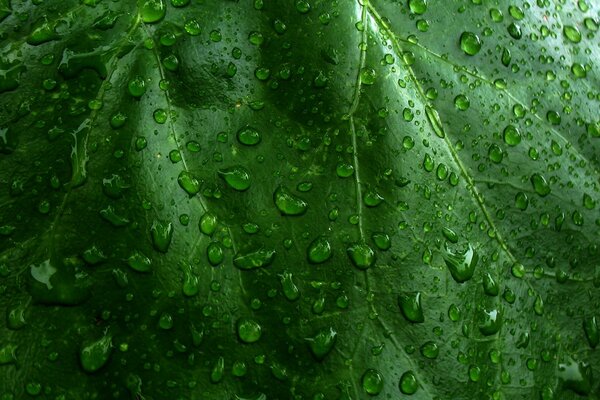 On the green there is a green leaf with droplets