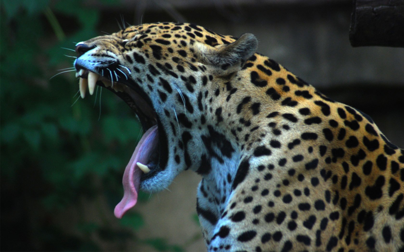 ich habe die zunge herausgeworfen den mund aufgerissen einen jaguar tiere raubtiere katzen grinsen