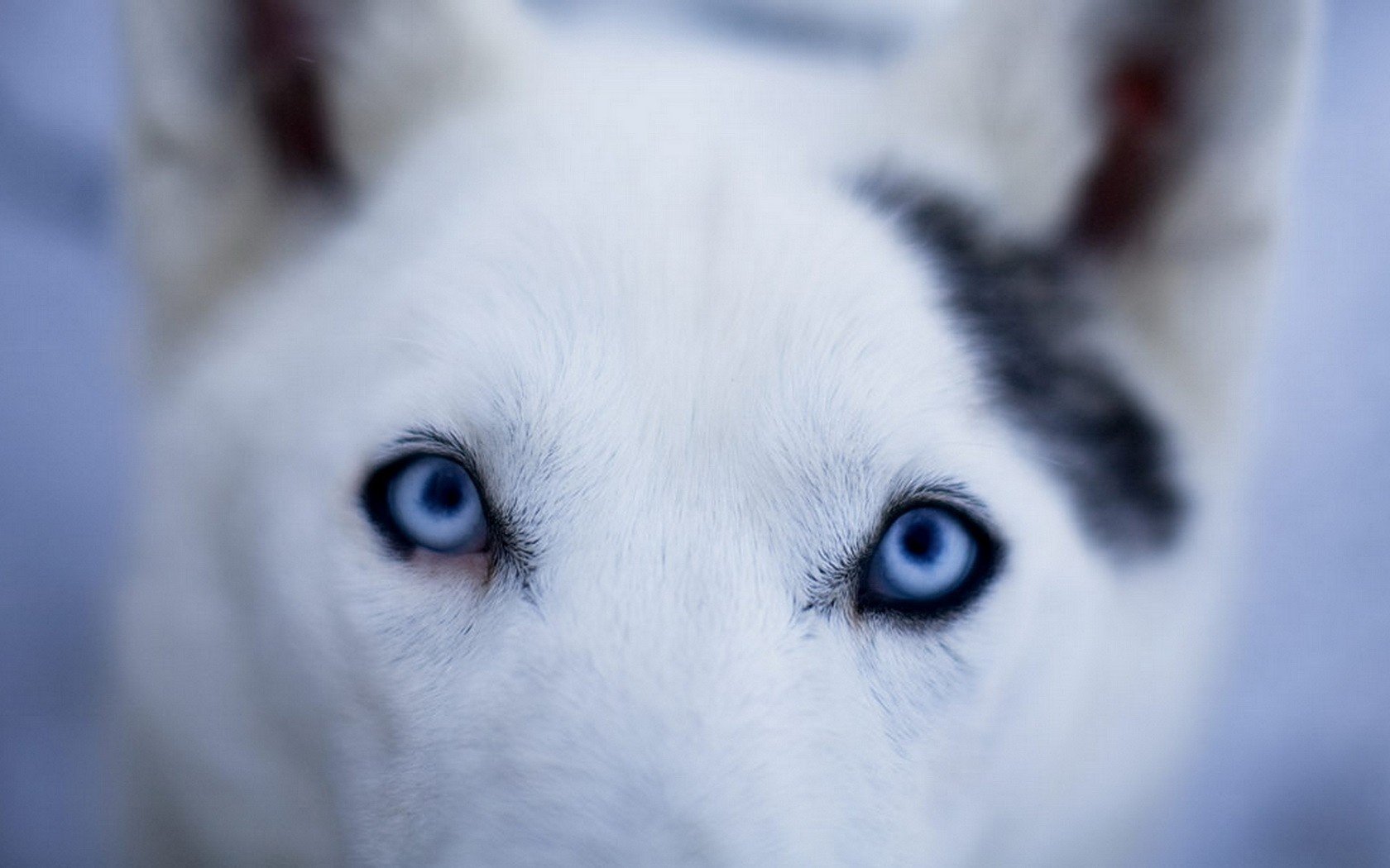 museau de chien bons yeux fourrure claire chiens regard yeux