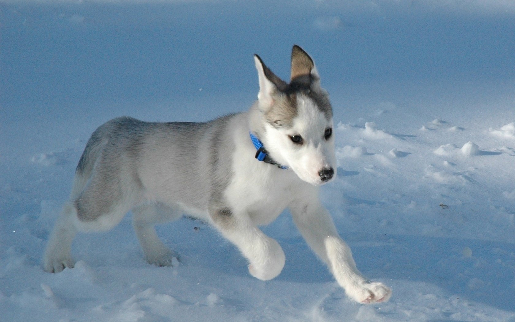 szczeniak husky wydłużona buzia niebieskie oczka bieganie psy szczenięta