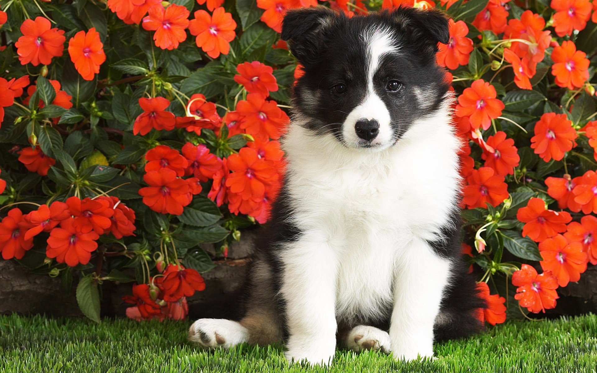 flowers puppy black and white lost dogs look