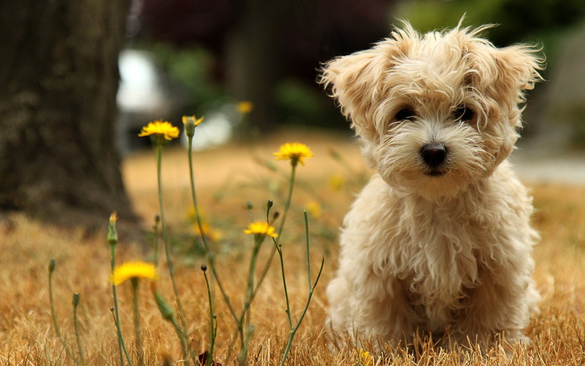 balonka creatura gentile cucciolo cani cuccioli