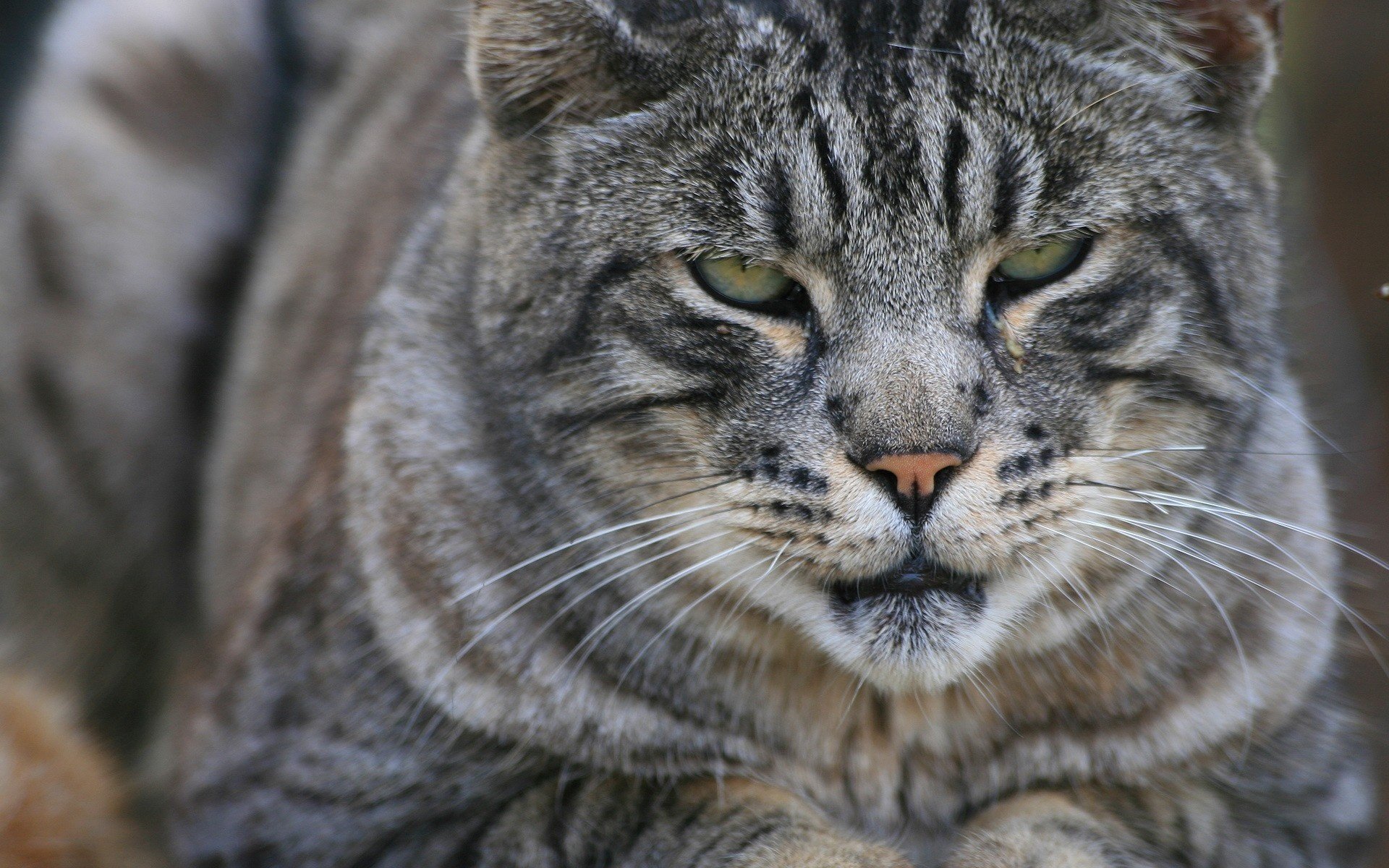 chat rayé grande taille bec rose animaux prédateurs vue félin yeux gros plan noir et blanc