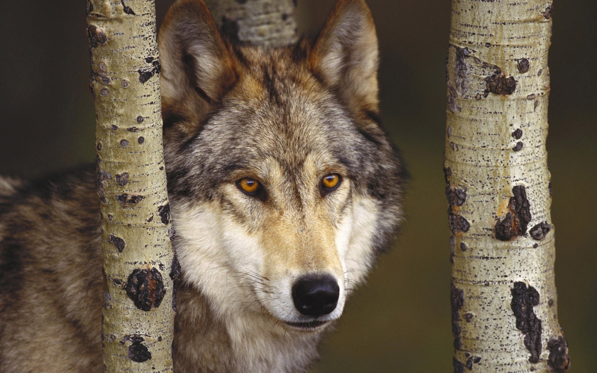 troncs de bouleau museau de loup gris loups regard