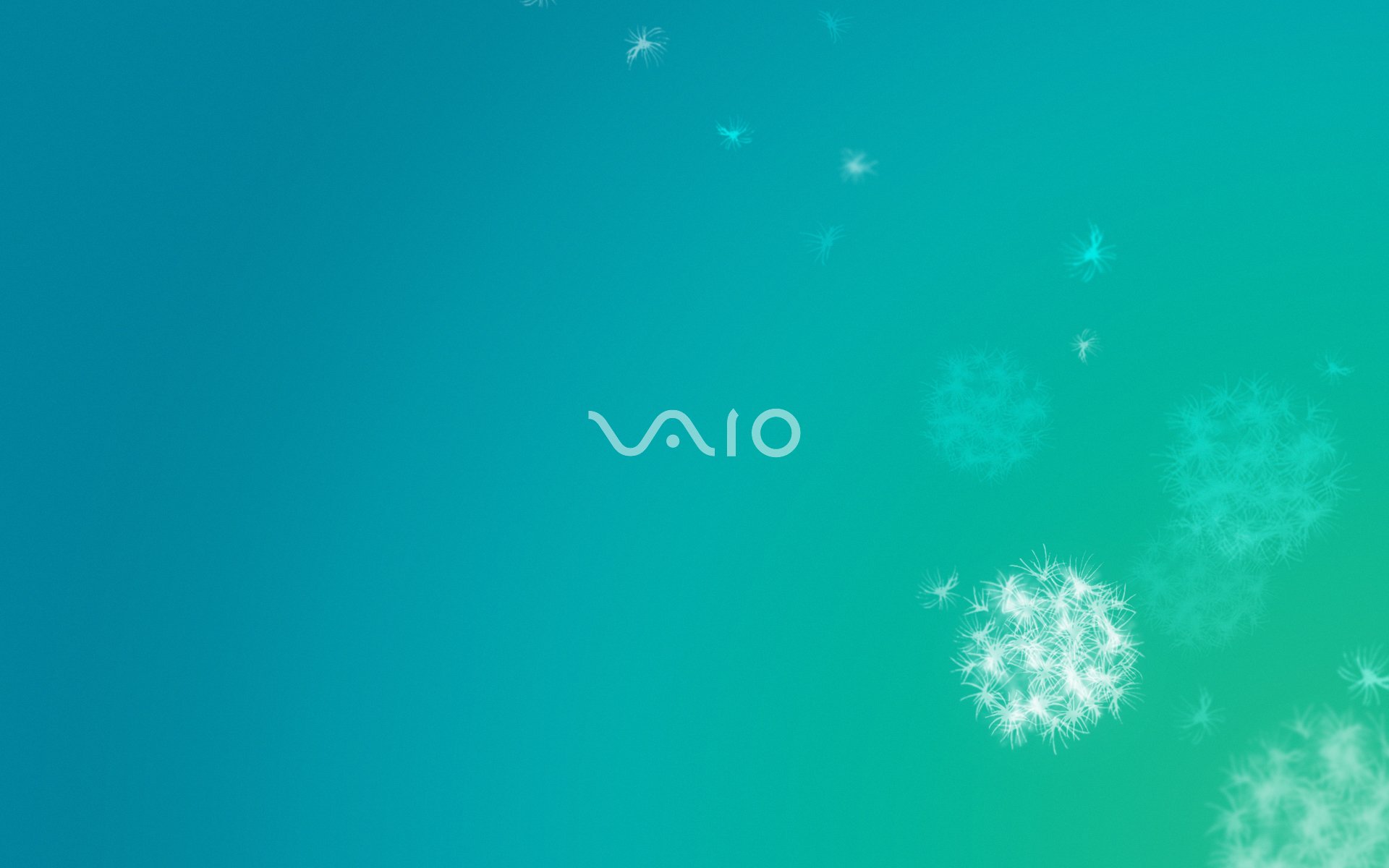 vaio background dandelion