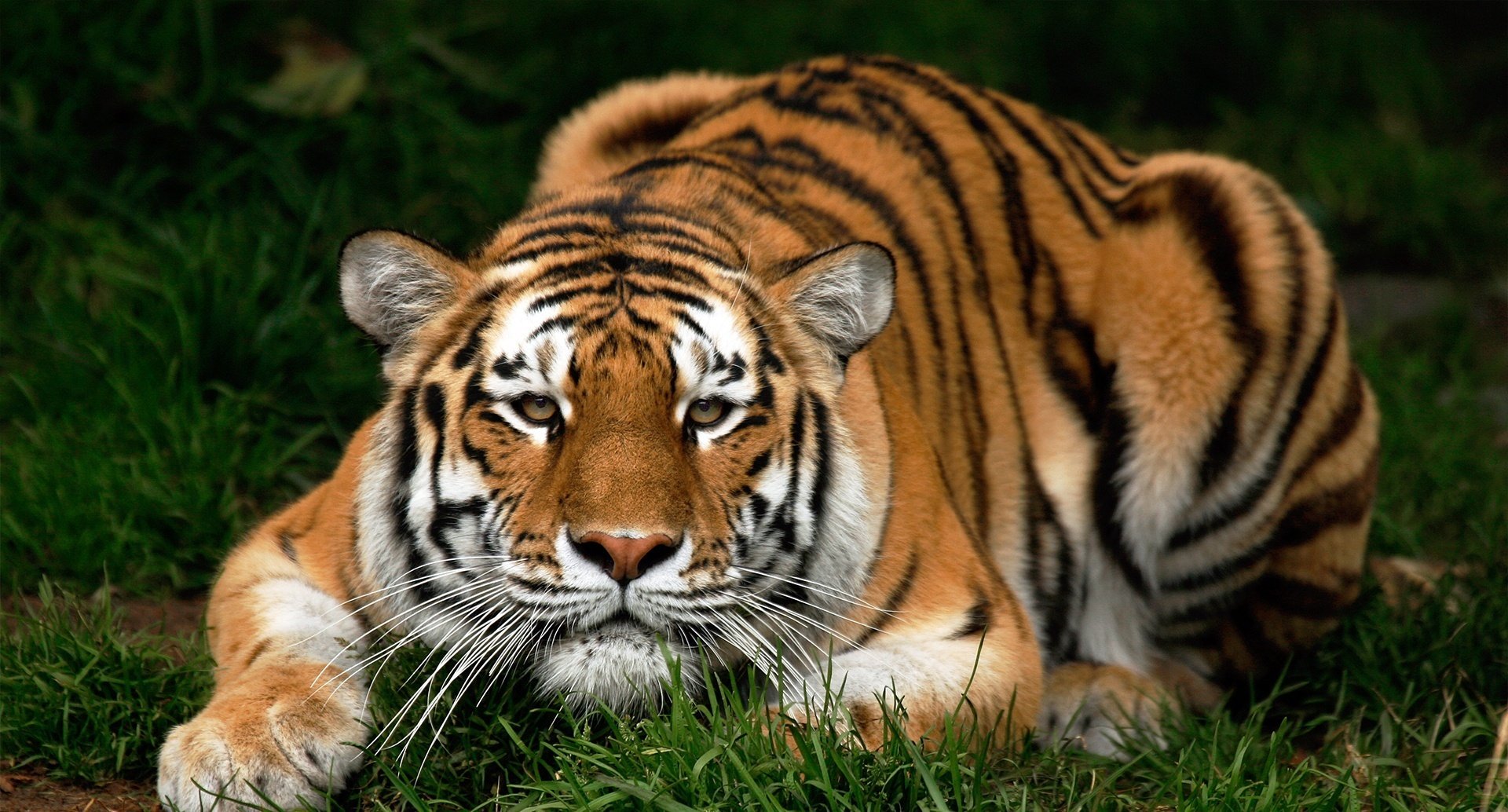 ojos importantes hocico malvado tigre animales depredadores vista gato ojos