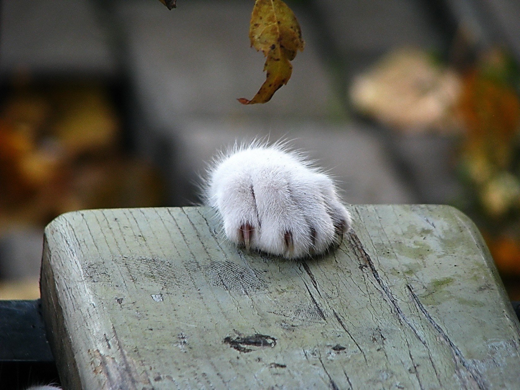 katzenpfote bank herbst