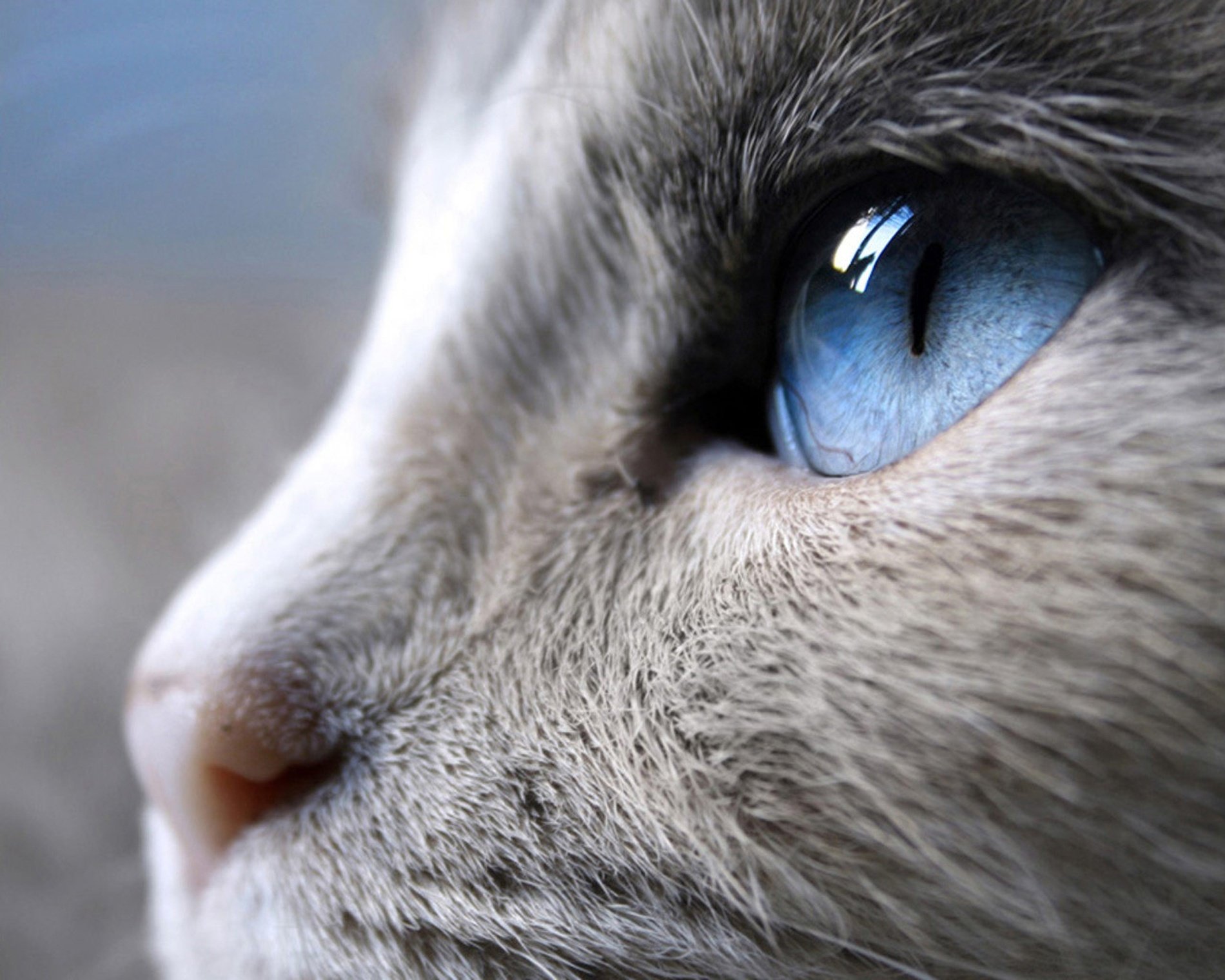 gatos pelo gris ojos azules pico animales mirada gato ojos macro