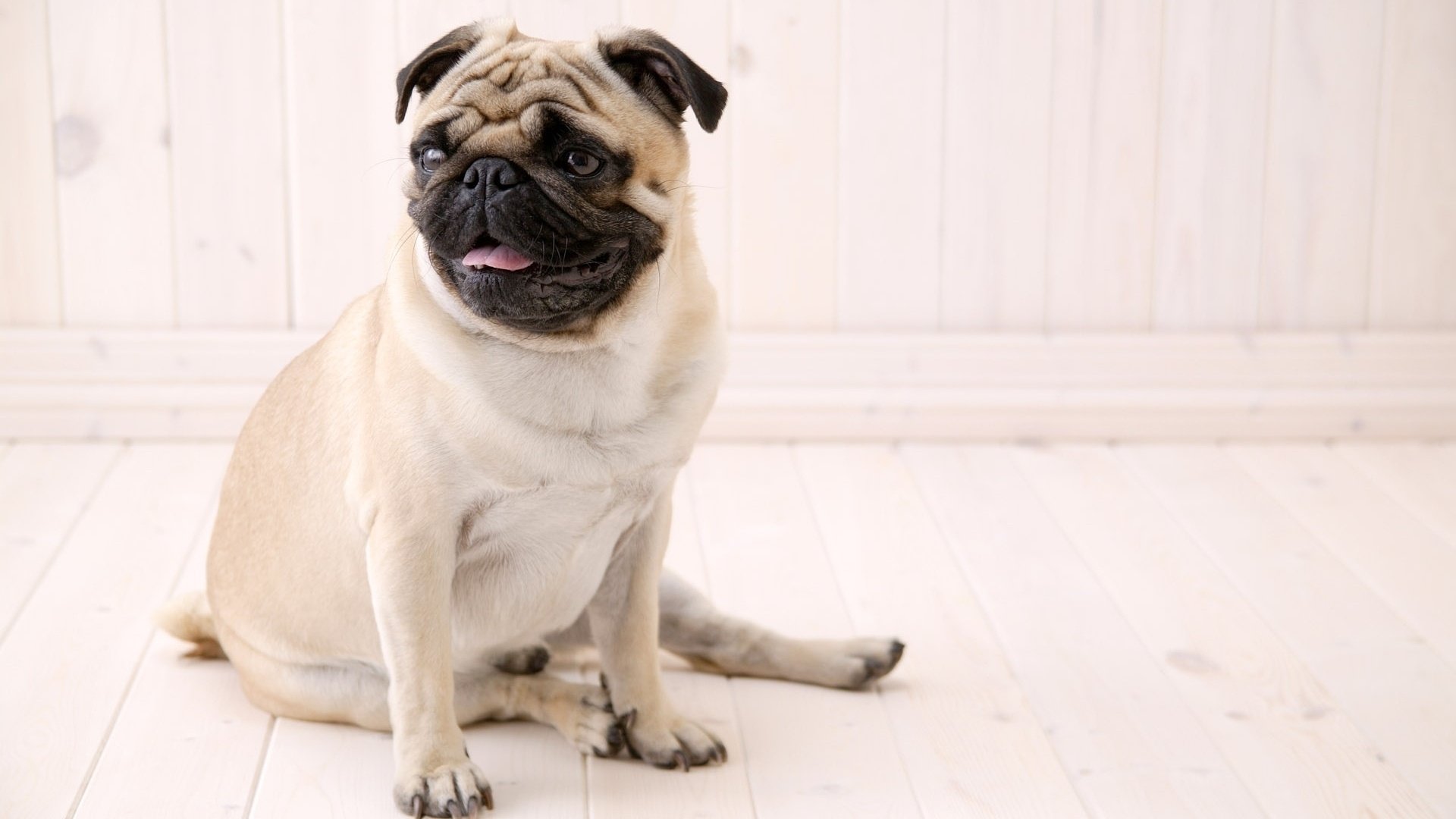 zusammengebrochen weißer hund mops hunde blick