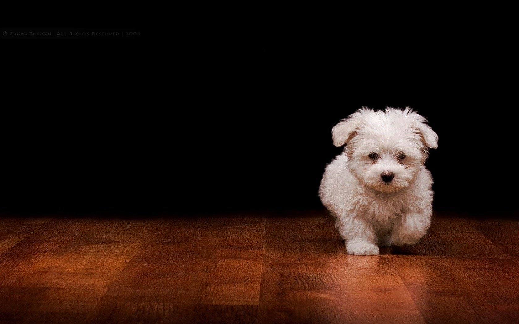 perrito divertido parquet movimiento perros cachorros perrito perro pelo orejas piso fondo oscuro fondo negro fidelidad comodidad mirada perrito bonito