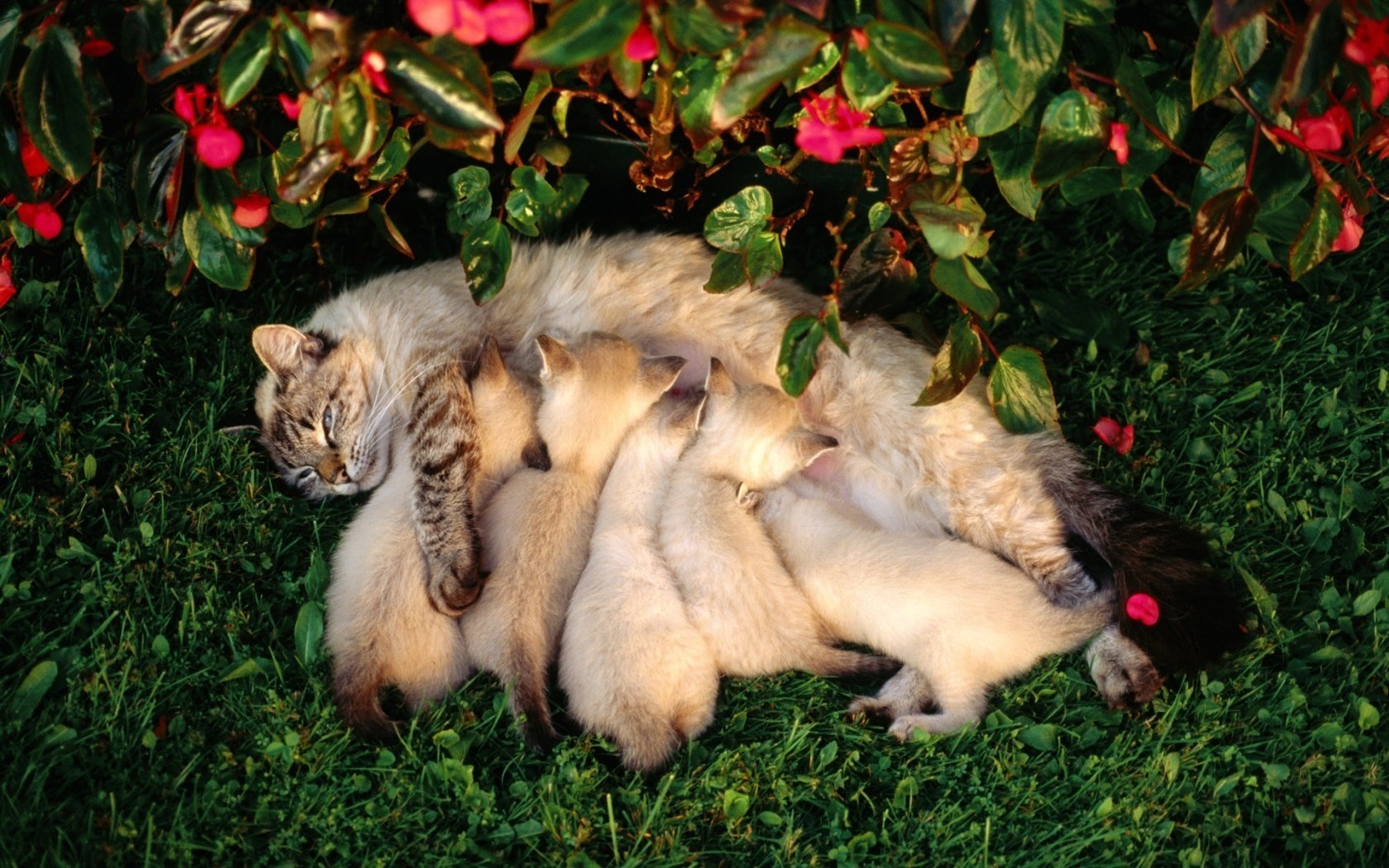 maman allaitante chat tout-petits animaux famille félin