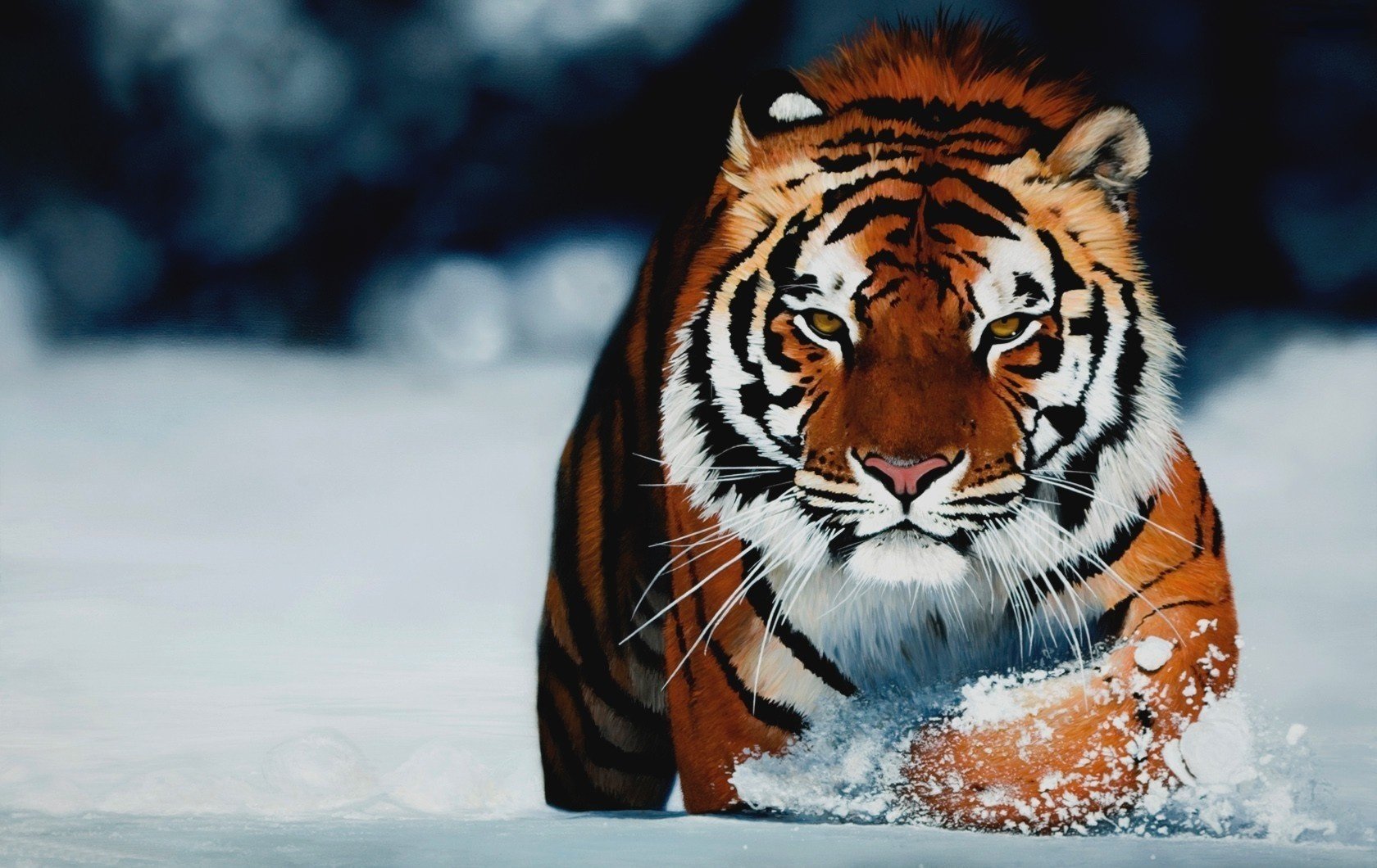 depredador rayado nieve invierno animales depredadores vista gato ojos