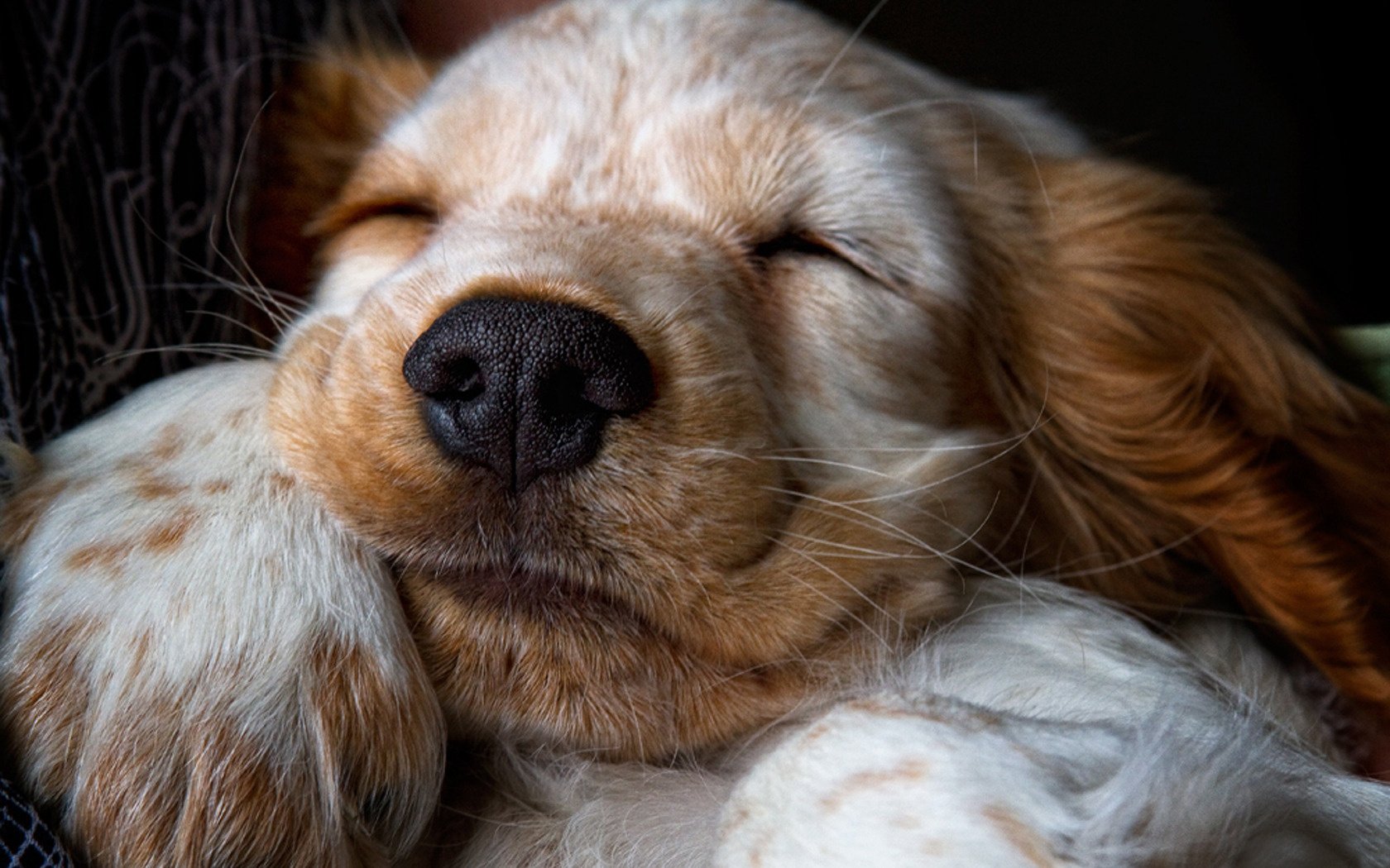 faccia sveglia sonno del bambino cane cani sonno