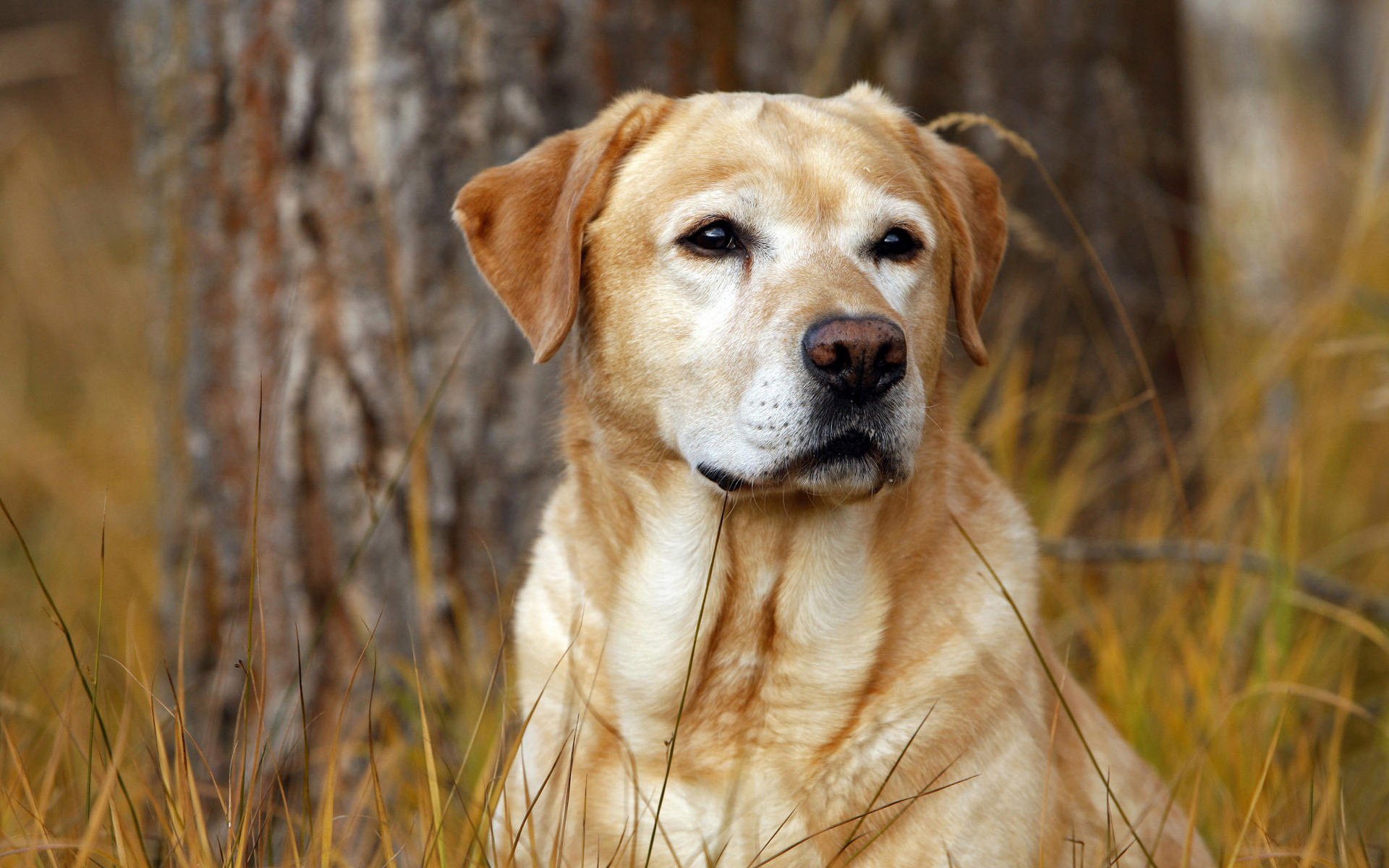 colore rosso cane occhi gentili caccia vista foresta albero erba sfondo cani