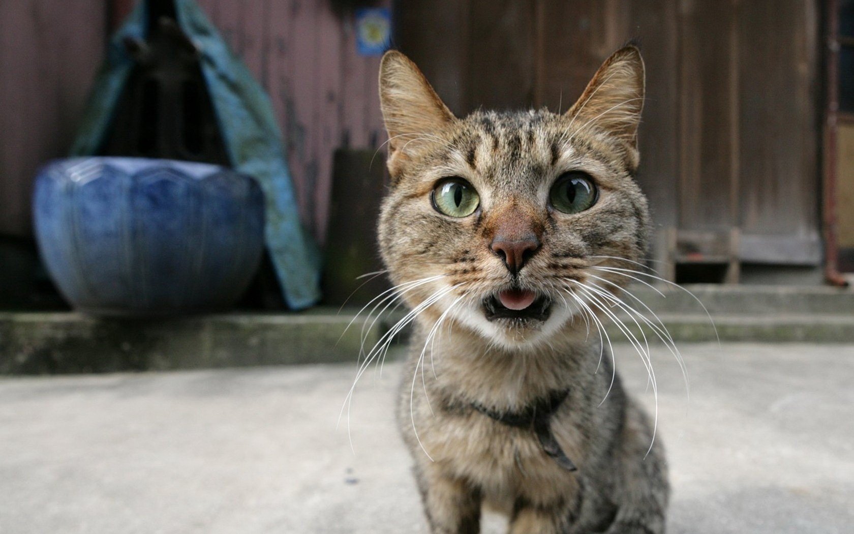 funky schnauze grüne augen lange ranken tiere katze blick katzenaugen makro