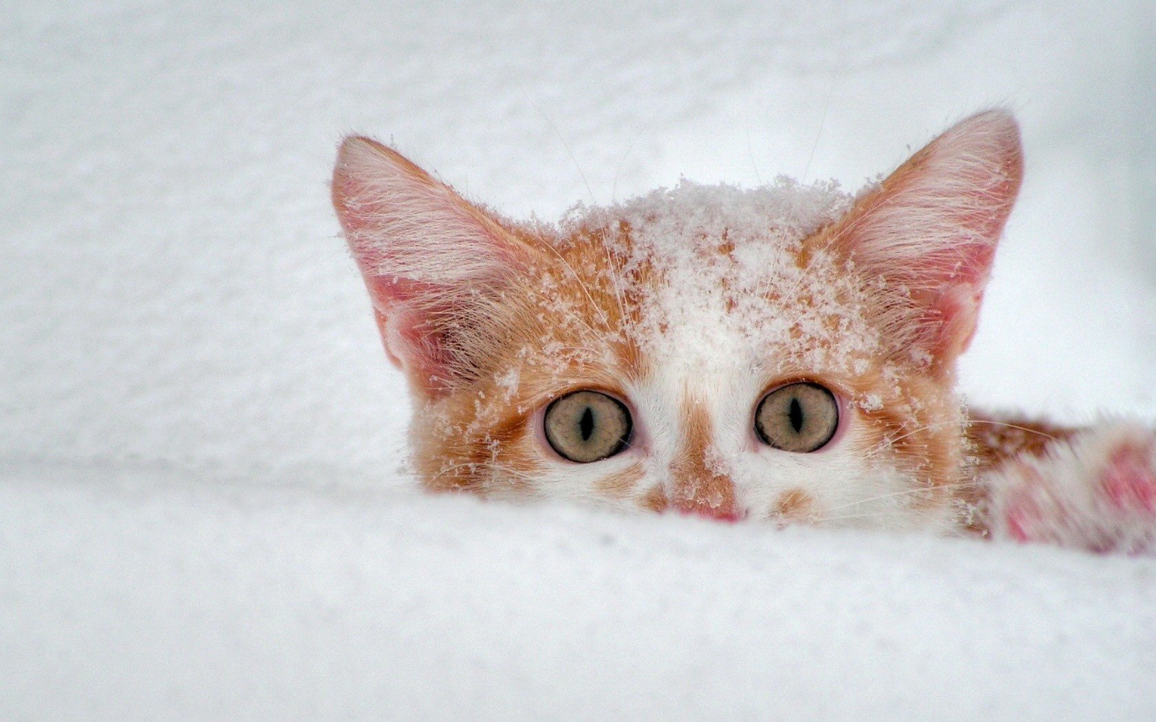 winter rote katze schnee tiere blick katze augen makro