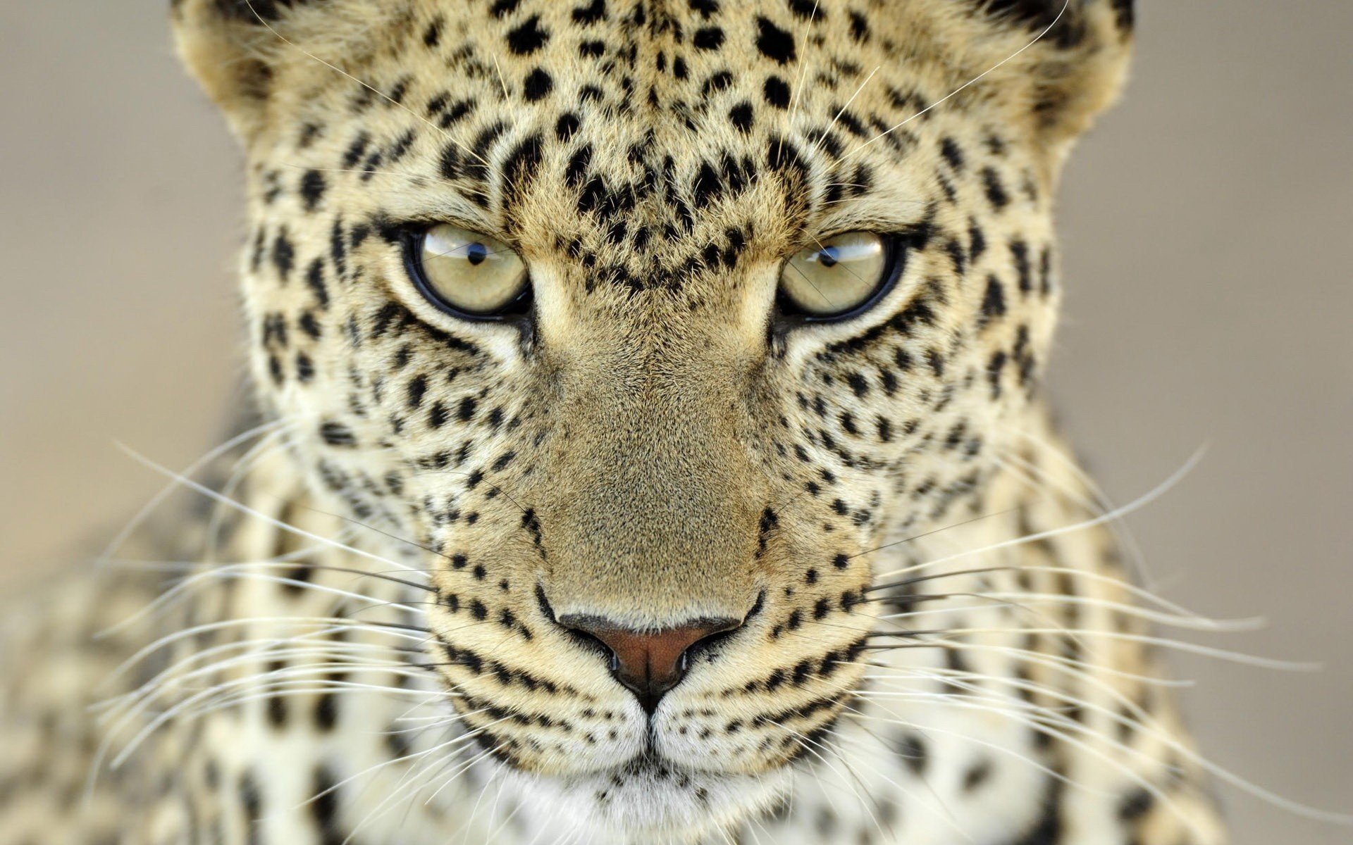 léopard regard redoutable couleur claire animaux prédateurs vue félin yeux gros plan