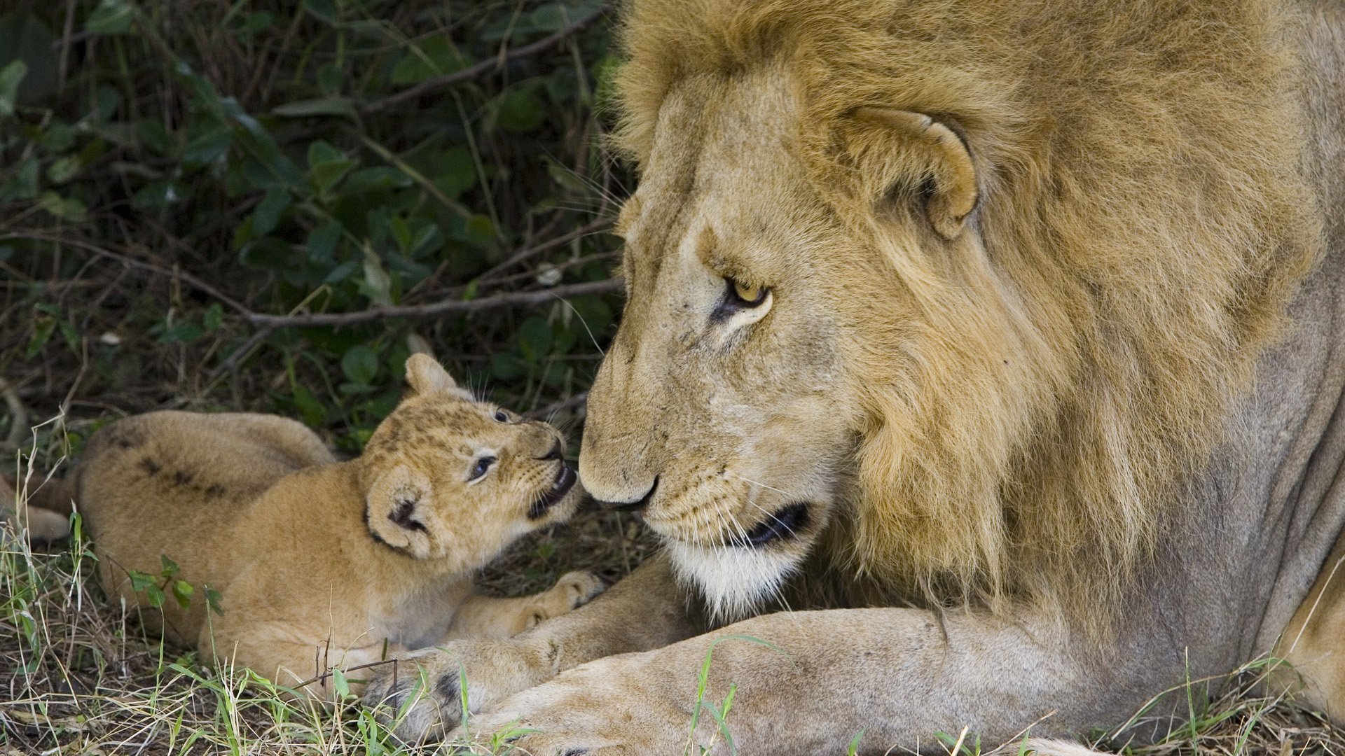 papa re bestia cucciolo di leone animali predatori felini vista occhi