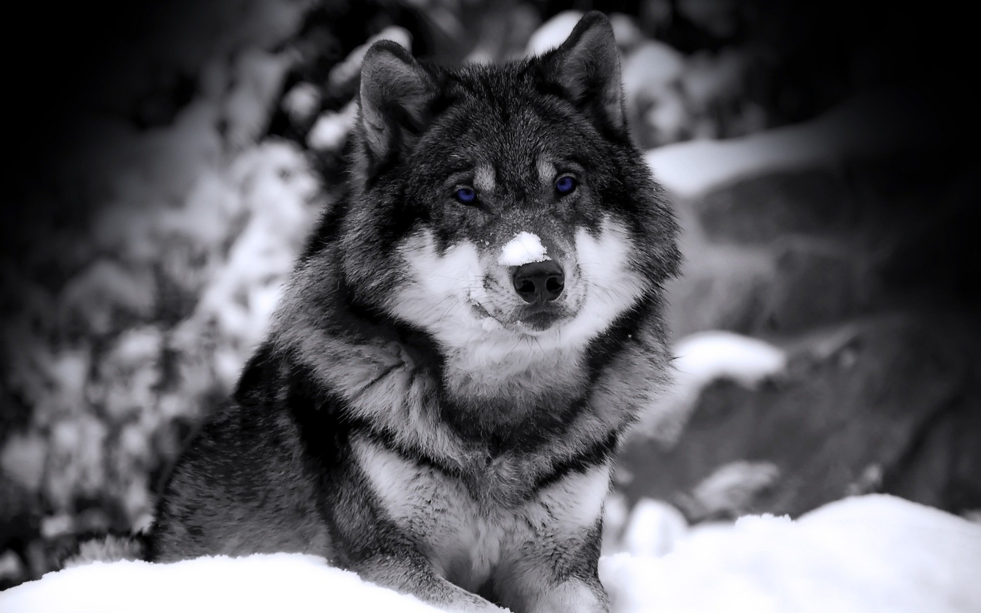 the snow on the nose wolf blue eyes look