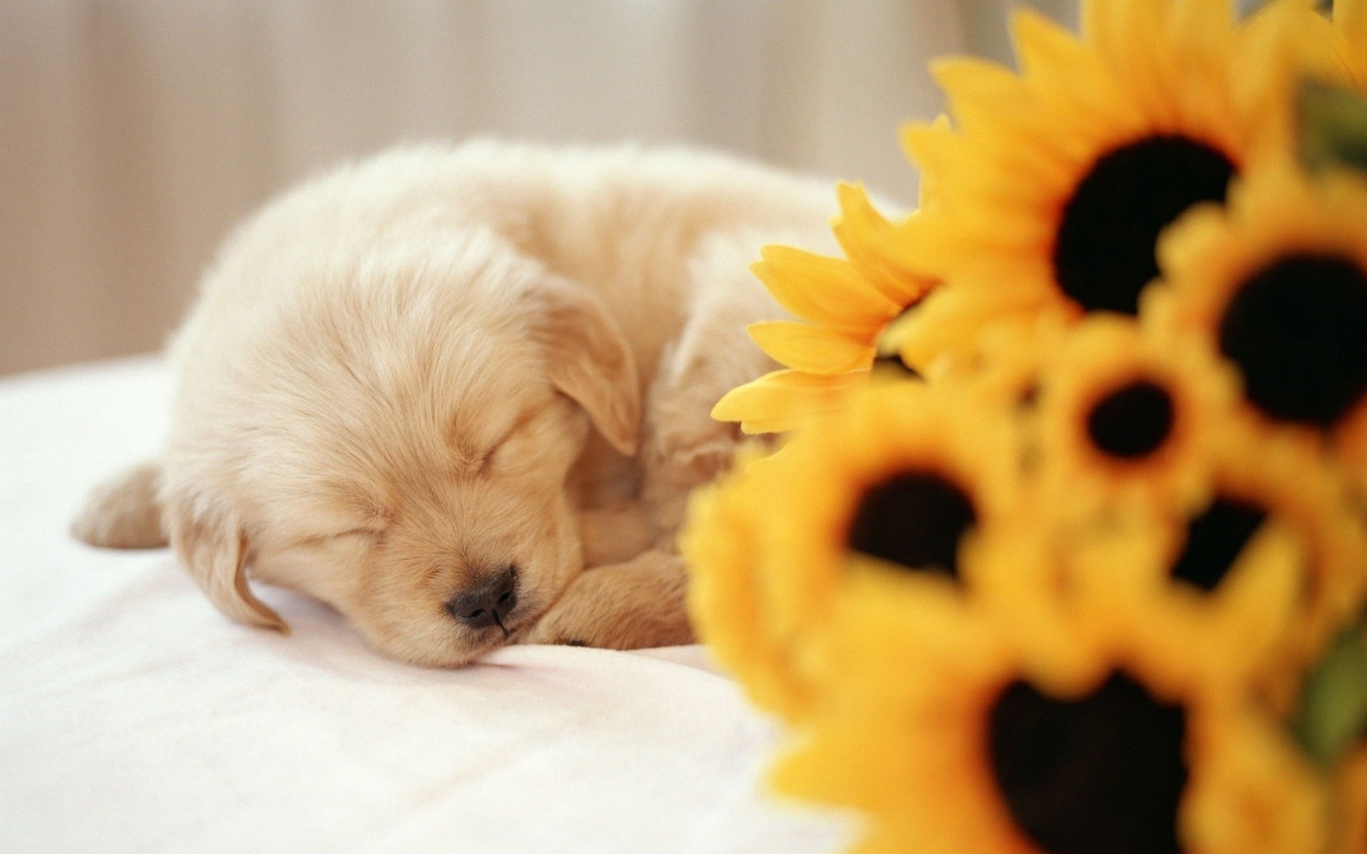 bouquet sunflower flowers sweet dream puppy dogs sleep