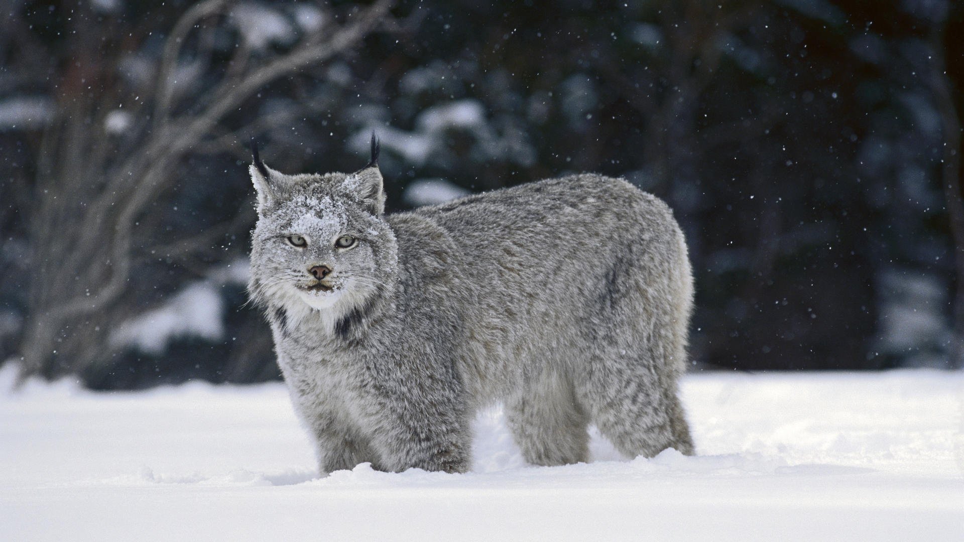 pequeños copos de nieve lince invierno animales depredadores vista gato ojos