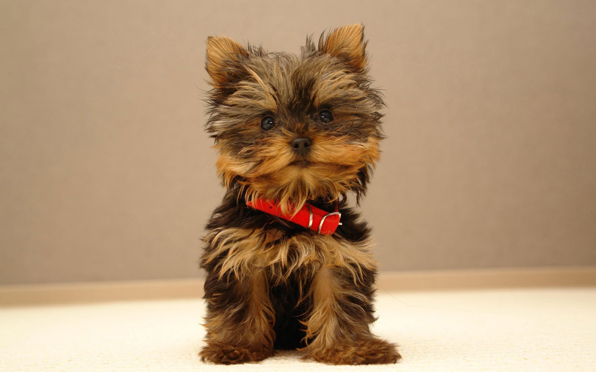 gordita bestia collar de perro rojo cachorro perros mirada