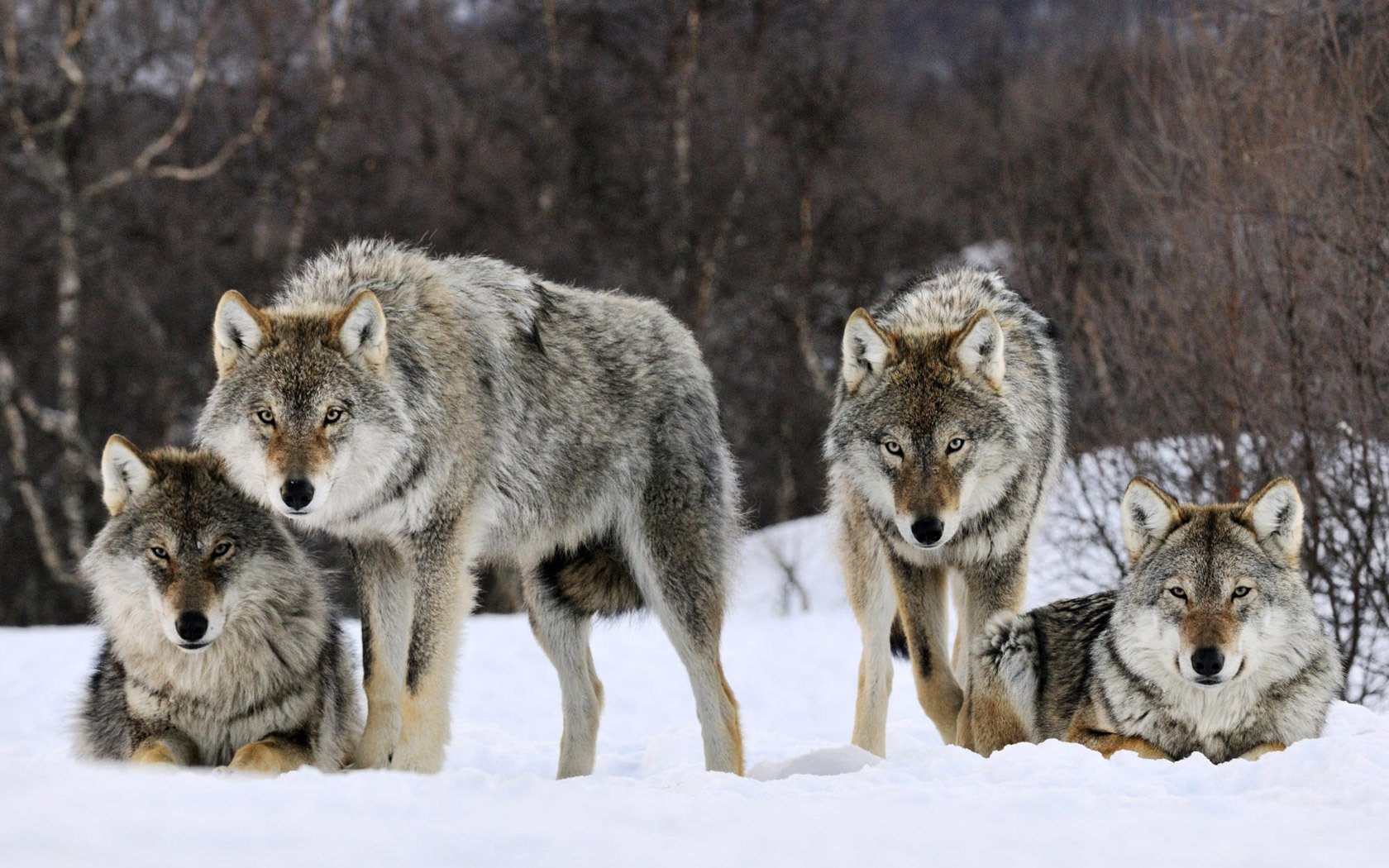 schöne graue männer wolfsrudel schnee wölfe blick winter