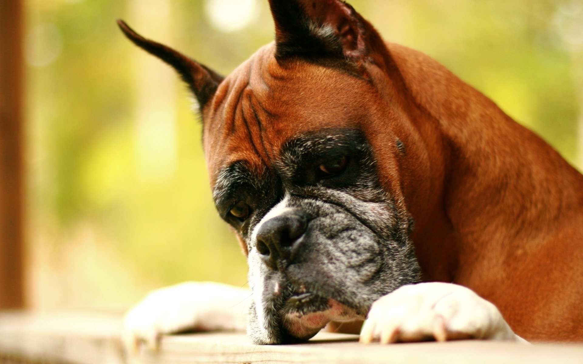 boxeador resentido por la vida perro perros mirada