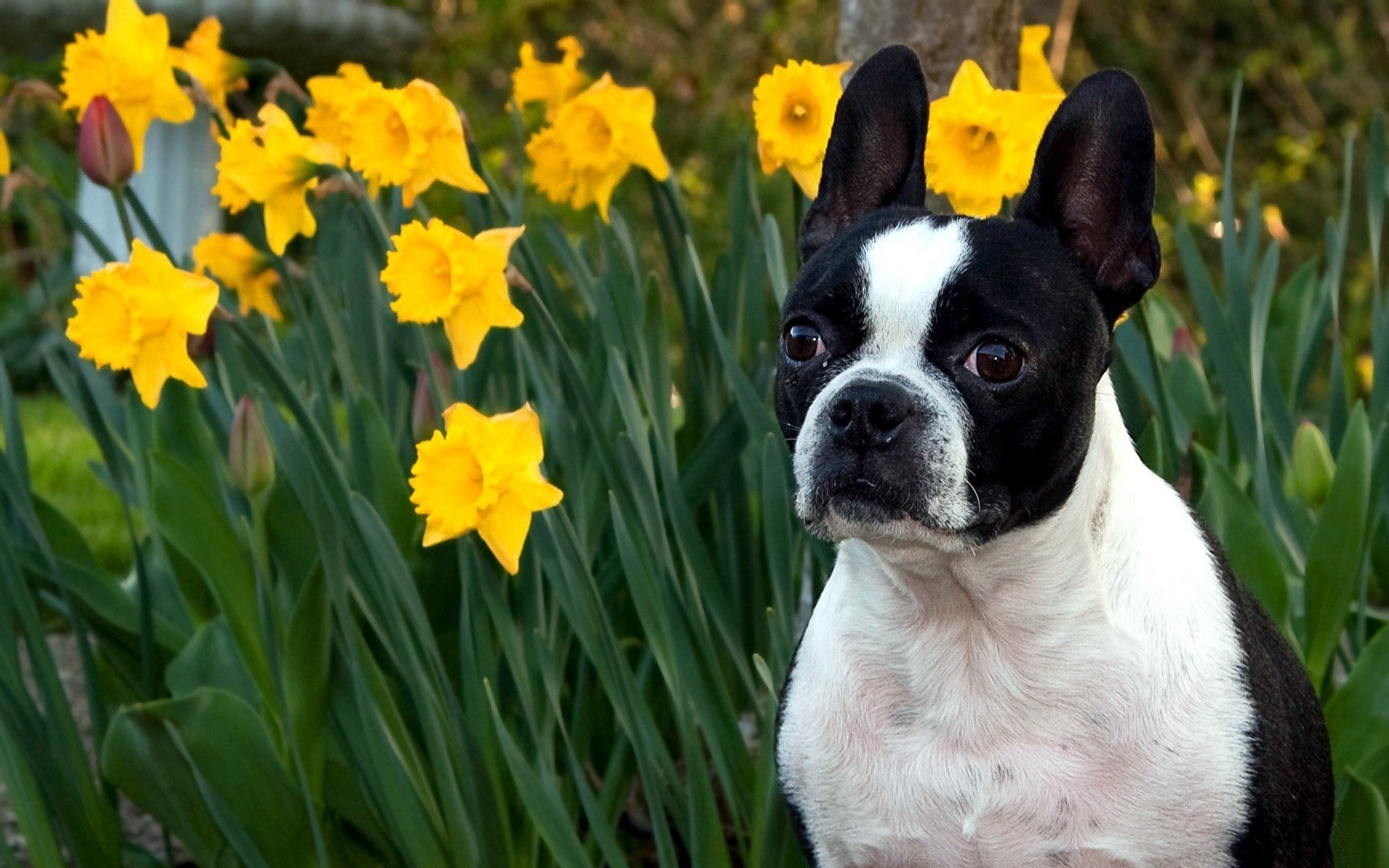 narcisos flores amarillas perrito buenos ojos perros mirada