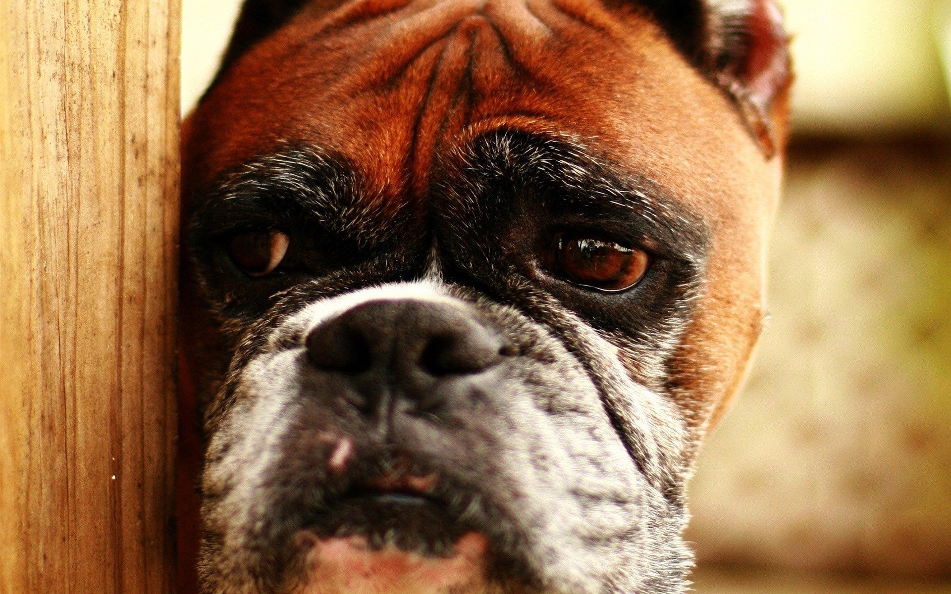 vieux chien peeping boxer chiens vue