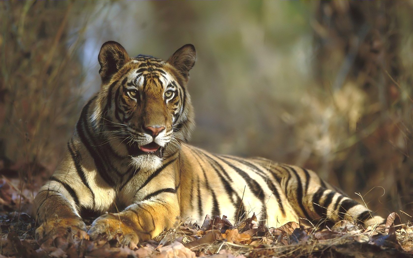 herbstlaub gestreifter raubtier tiger tiere raubtiere blick katze augen