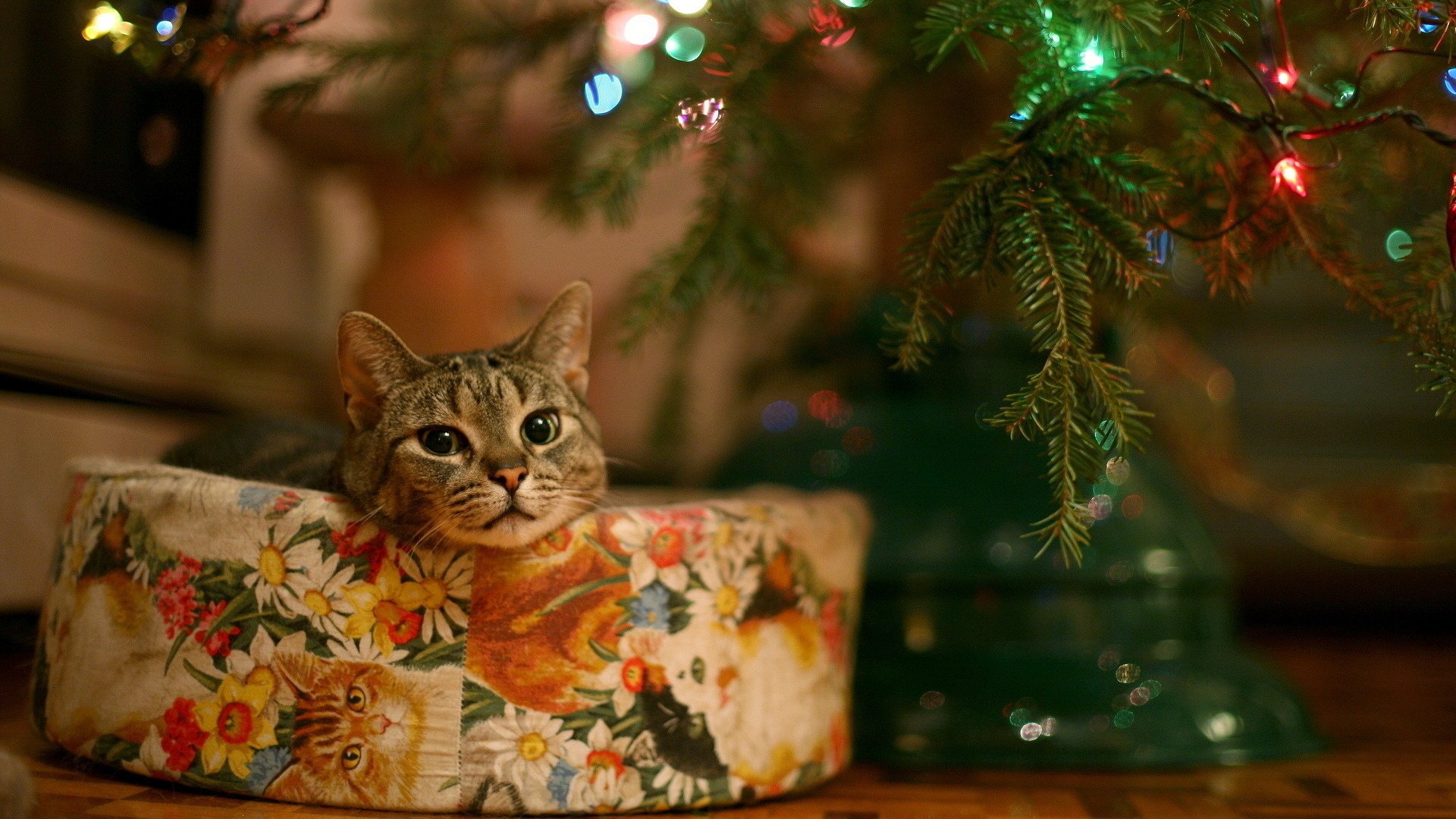 carino gattino regalo albero di natale animali sguardo occhi di gatto